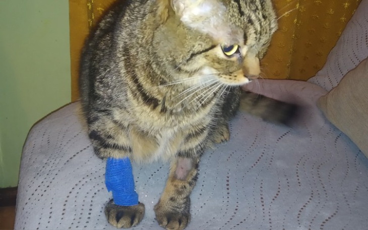 Zbiórka Na ratowanie życia rocznej kotki - zdjęcie główne