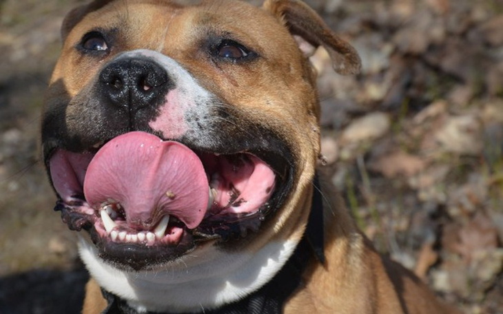 Zbiórka Nasze Amstaffy co dalej? - zdjęcie główne