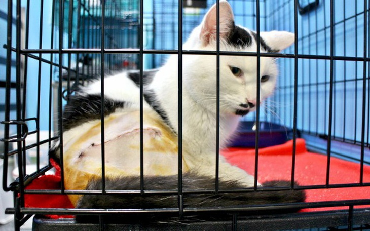 Zbiórka Kot z potrzaskaną kością udową - zdjęcie główne