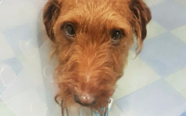 Zbiórka Pomoc dla Tadziczka - zdjęcie główne