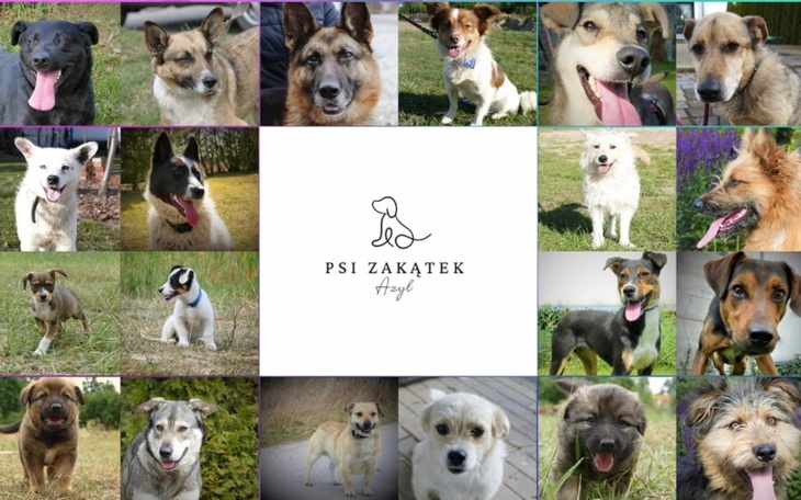 Kolaż zdjęć różnych psów, wesołe i przyjazne zwierzęta.