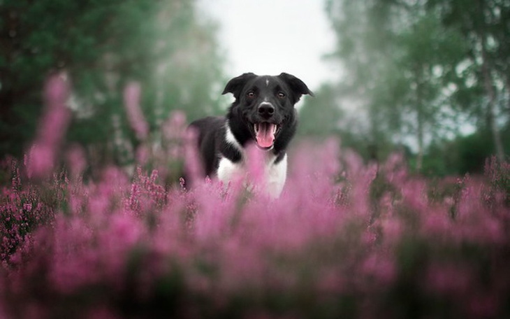 Zbiórka Zbiórka na karmę dla psiaków - zdjęcie główne