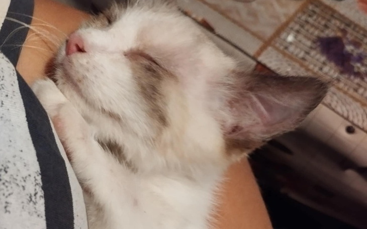 Mały kotek śpiący na rękach, z zamkniętymi oczami.