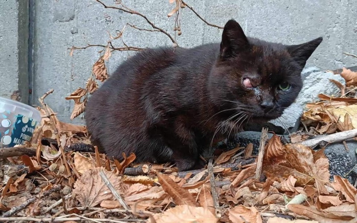 Zbiórka Leczenie kotów z cmentarza - zdjęcie główne