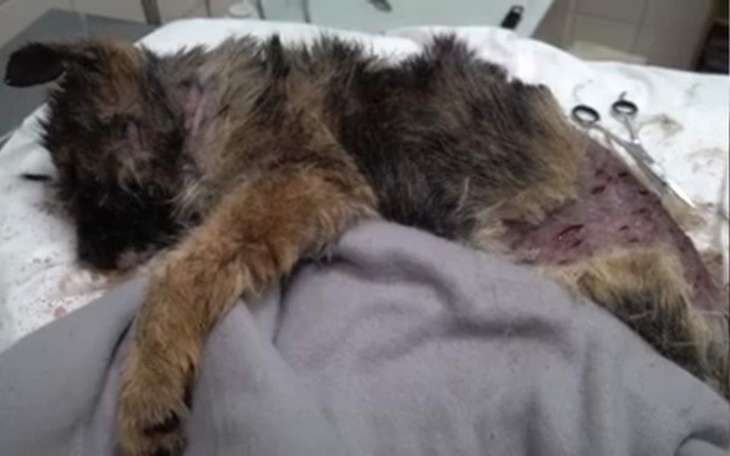 Zbiórka Katowana sunia walczy o życie!! - zdjęcie główne