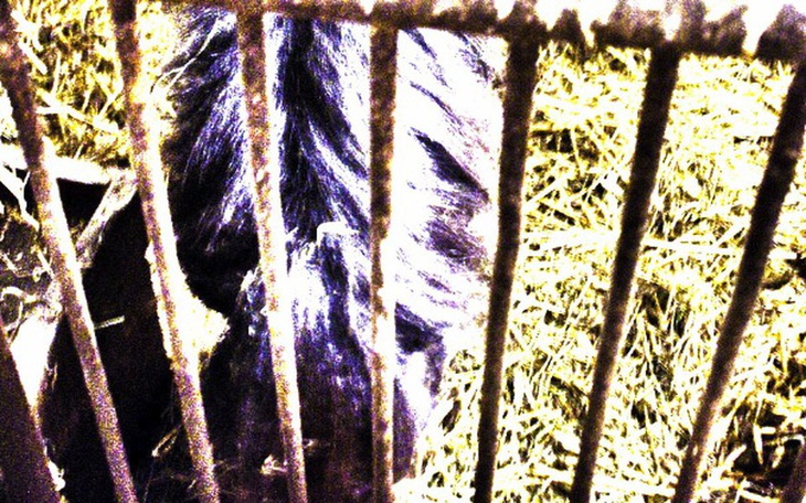 Zbiórka Halny chciał tylko być koniem... - zdjęcie główne