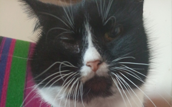 Zbiórka Prosimy o pilną pomoc dla Astry - zdjęcie główne