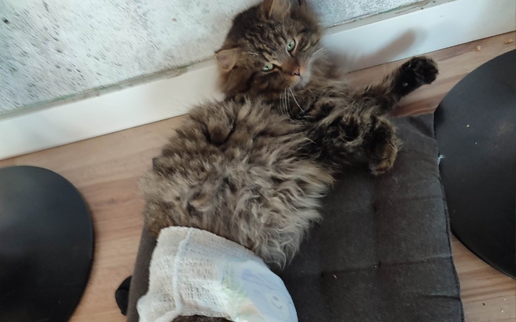 Zbiórka Wózek i rehabilitacja Rysia - zdjęcie główne