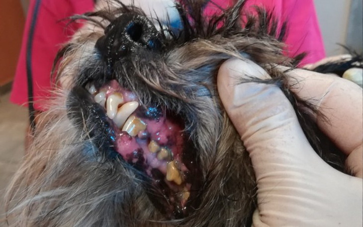 Zbiórka Ból nie do zniesienia psa.Za co? - zdjęcie główne