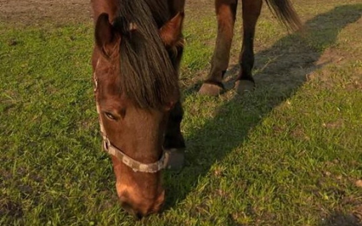Zbiórka Staruszek PARAD - potrzebuje nas - zdjęcie główne