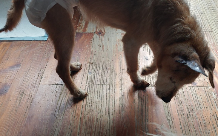 Zbiórka Staruszki bez karmy - zdjęcie główne