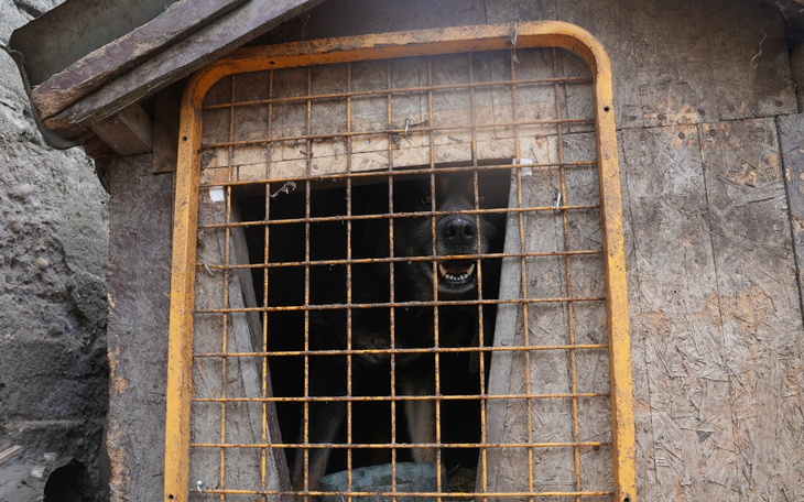 Pies w budzie, z wyraźnym zaniepokojeniem.