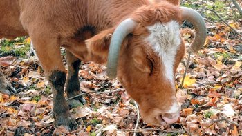 Zbiórka Leia uratujmy ją - miniaturka zdjęcia