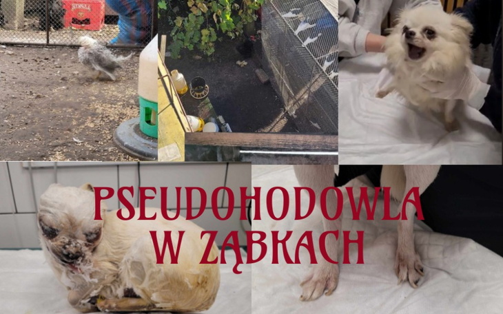 Kolaż zdjęć psów w złych warunkach, z napisem o pseudohodowli.