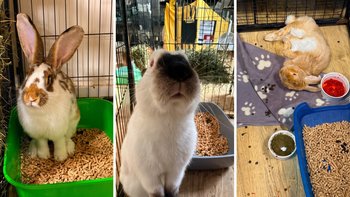 Zbiórka 🐰 80 worków pelletu dla Uszatej Przystani ❤️ - miniaturka zdjęcia
