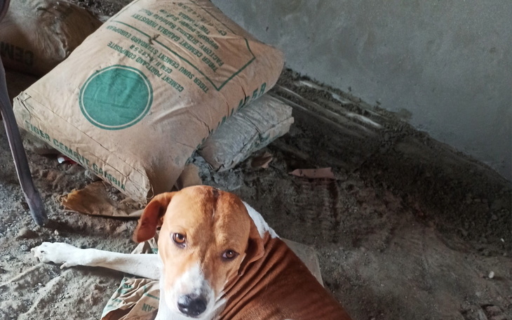 Pies leżący na podłodze w budynku.