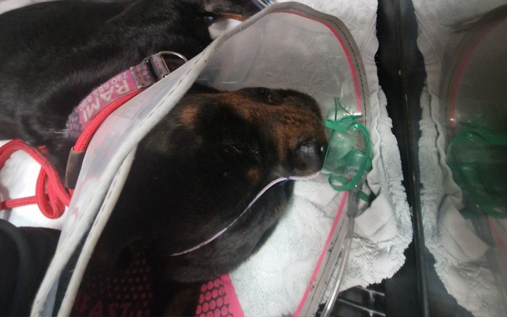 Pies w szpitalu z maską tlenową, leżący na łóżku.