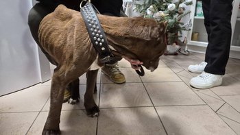 Zbiórka pitbulka - miniaturka zdjęcia