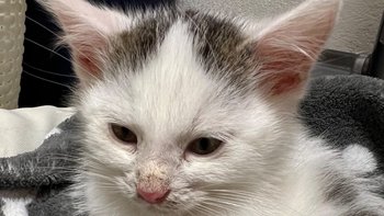 Zbiórka Dwu miesięczne kociaki z panleukopenią - miniaturka zdjęcia