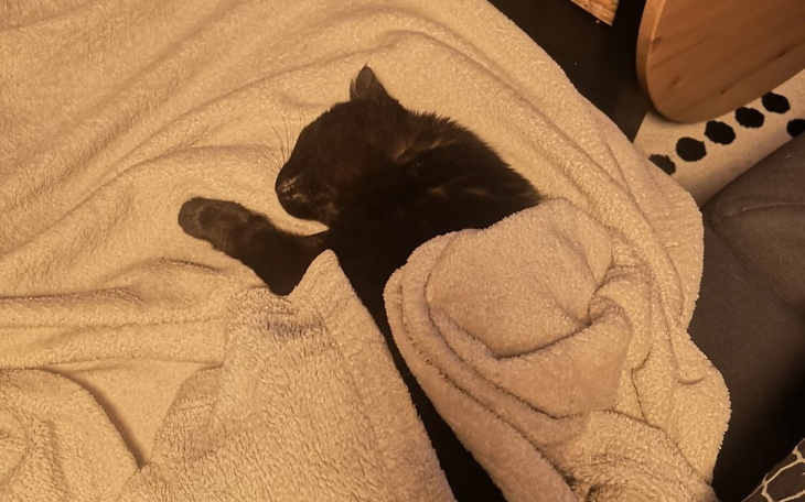 Zbiórka Uratujmy Kotkę Melanię - zdjęcie główne