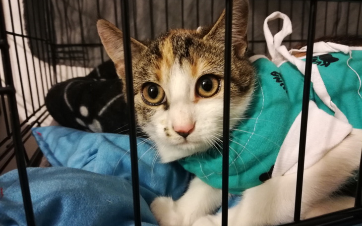 Zbiórka Badanie Zuma - zdjęcie główne