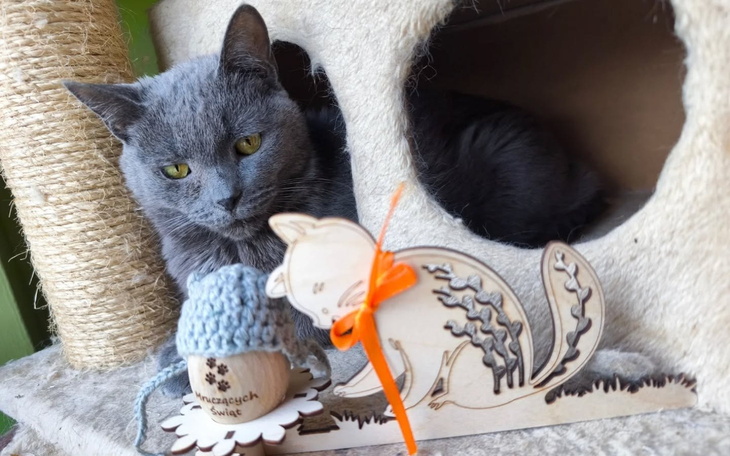 Kot odpoczywający w domku, obok drewniana dekoracja.