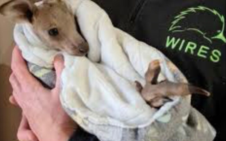 Zbiórka Na chore kangurki - zdjęcie główne