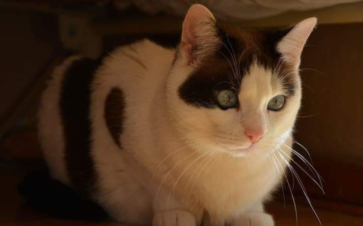 Zbiórka Na leczenie i diete Zuzi - zdjęcie główne