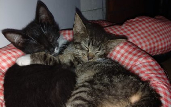 Zbiórka Na chore kociaki z działek - zdjęcie główne