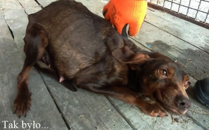 Zbiórka Opieka i sterylizacja Goplany - zdjęcie główne