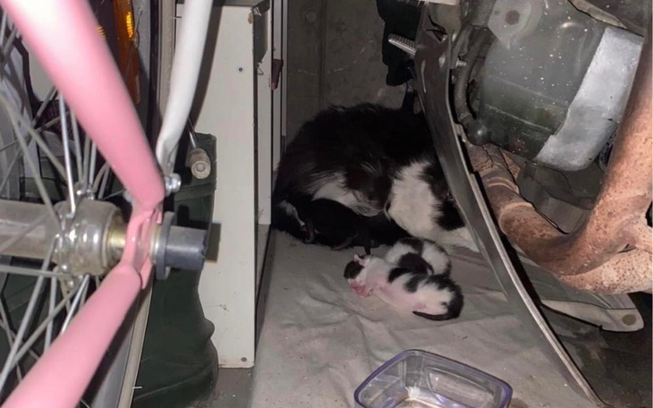 Zbiórka Bezdomna kotka z 3 kociakami - zdjęcie główne