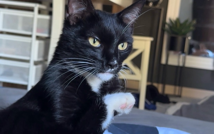 Zbiórka Operacja pękniętej przepony kota - zdjęcie główne