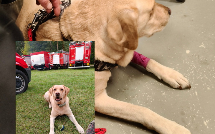 Pies w szelce odpoczywa w pomieszczeniu, obok wóz strażacki.