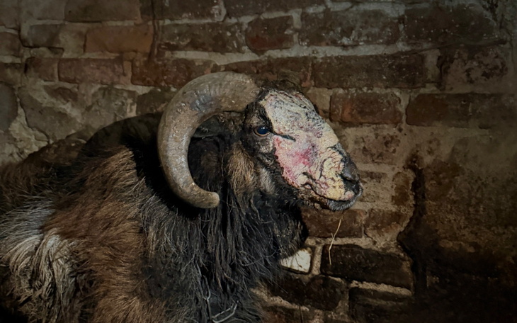 Owca z charakterystycznymi rogami w stajni.