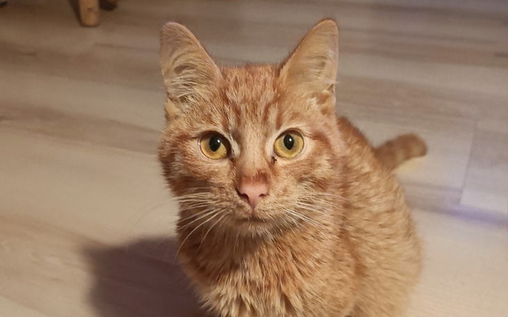 Zbiórka Półroczny Klakier walczy o ŻYCIE - zdjęcie główne