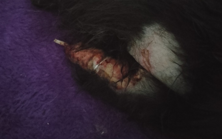 Zranione zwierzę, wymagające pomocy.