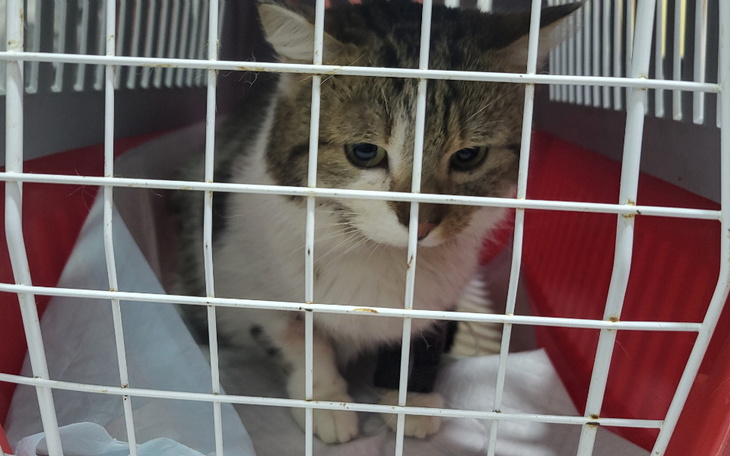 Kot w transporterze, z wyraźnym niepokojem w oczach.