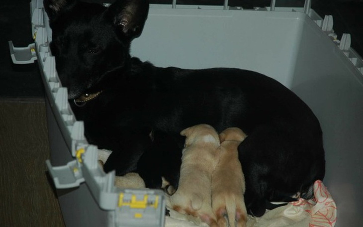 Zbiórka Fela i Szczeniaczki w potrzebie - zdjęcie główne