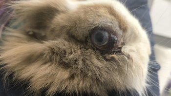 Zbiórka Trudny skok w Nowy Rok - miniaturka zdjęcia