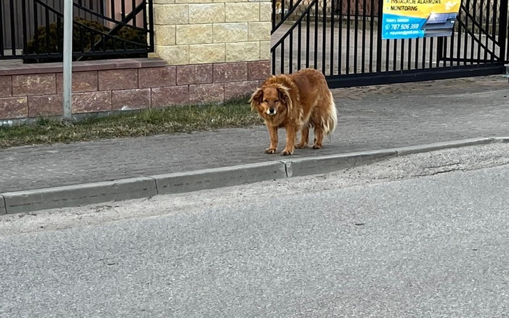 Zbiórka Całe życie na ulicy - zdjęcie główne