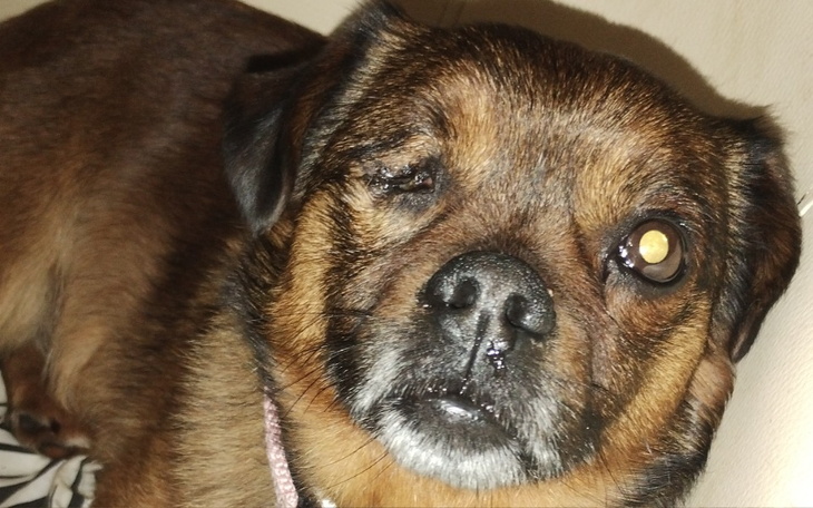 Zbiórka Pomoc na leczenie kosmusiów - zdjęcie główne