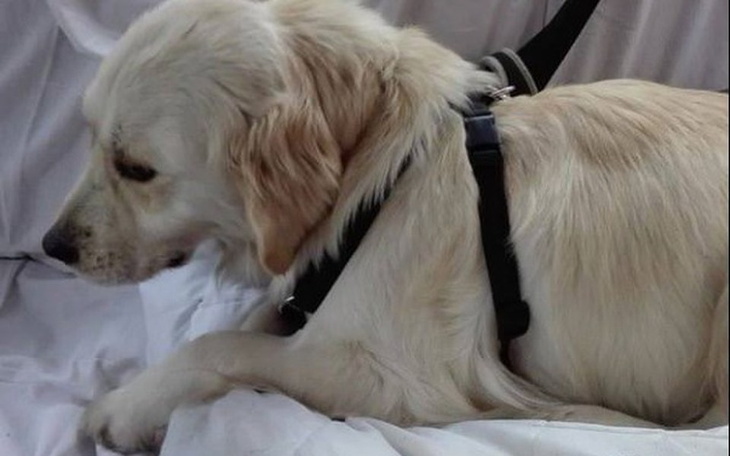 Zbiórka Flora - Złoty Kwiat z Wadą Nerek - zdjęcie główne