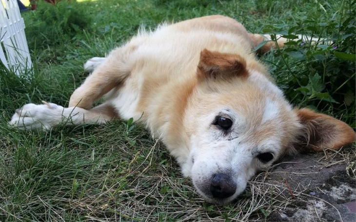 Zbiórka operacja/leczenie Lotka - zdjęcie główne