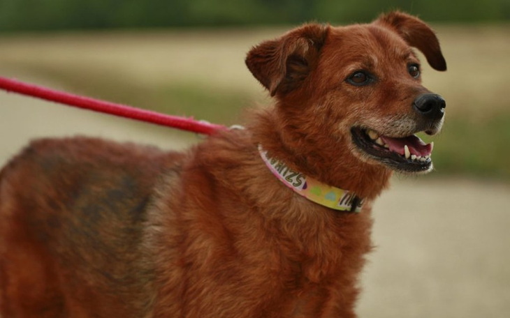 Zbiórka Psiak z alergią i padaczką - zdjęcie główne