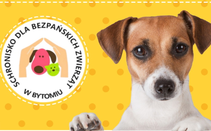 Zbiórka karma dla psów sucha oraz mokra - zdjęcie główne