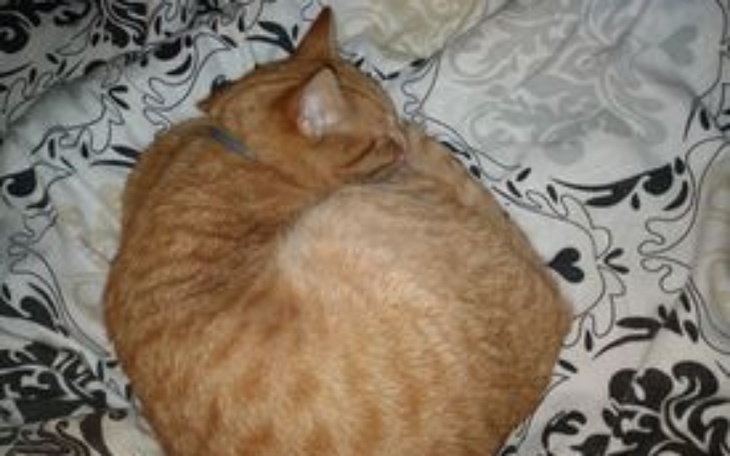 Zbiórka Walka Rubika z paskudną chorobą - zdjęcie główne