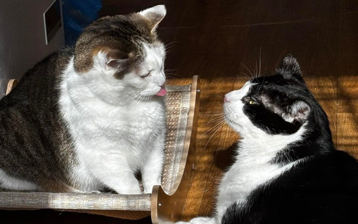 Dwa koty patrzące na siebie, jeden z nich pokazuje język.