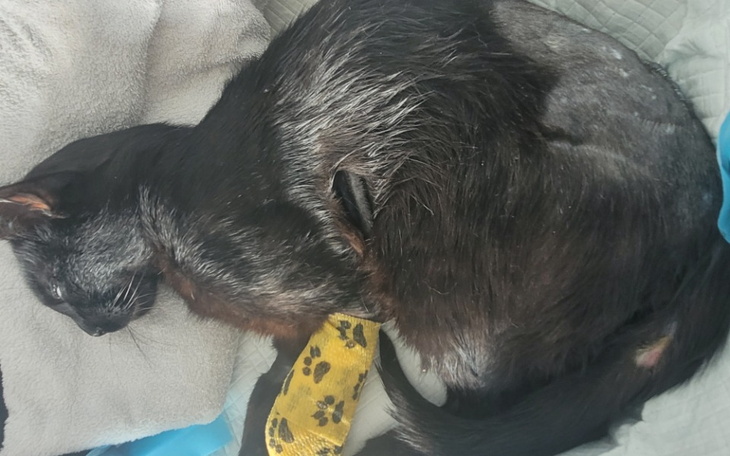 Zbiórka Operacja Łapka po wypadku - zdjęcie główne