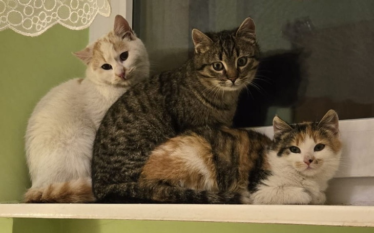 Trzy koty leżące na parapecie okna.