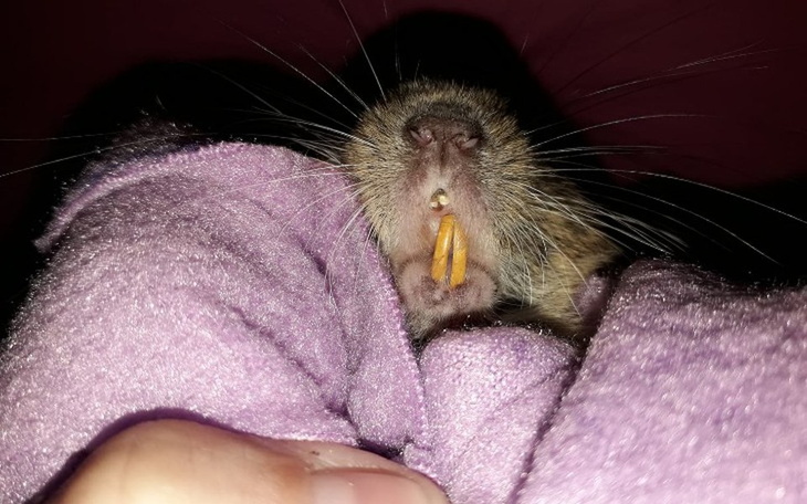 Zbiórka Koszatniczki u dentysty - zdjęcie główne